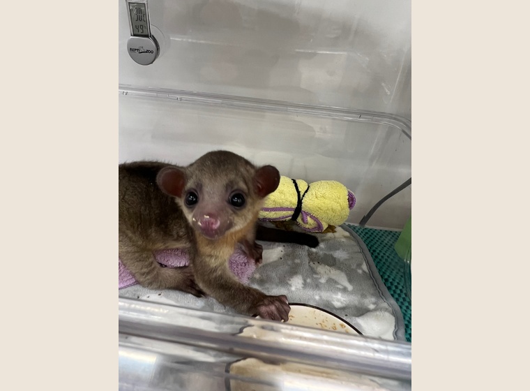 自家繁殖！　キンカジュー　男の子　　2024.3.23　うまれ