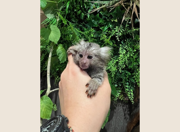 コモンマーモセット　男の子　2024.6.5うまれ　　自家繁殖