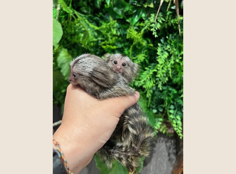 コモンマーモセット　男の子　2024.7.23うまれ　　自家繁殖