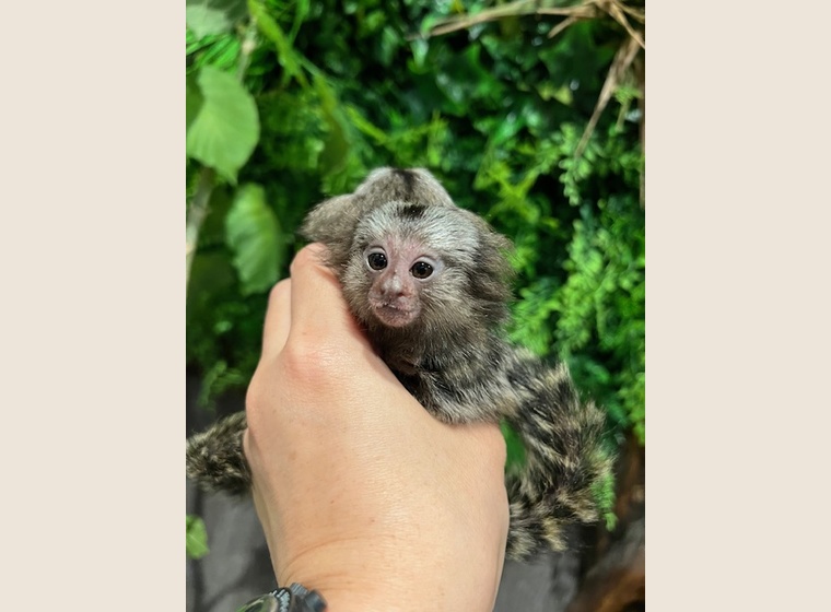 コモンマーモセット　男の子　2024.7.23うまれ　　自家繁殖