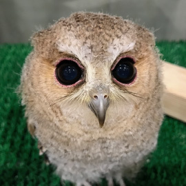 インディアンスコップオウル