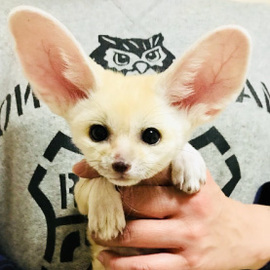 フェネック