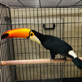 オニオオハシ