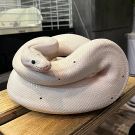 ボールパイソン