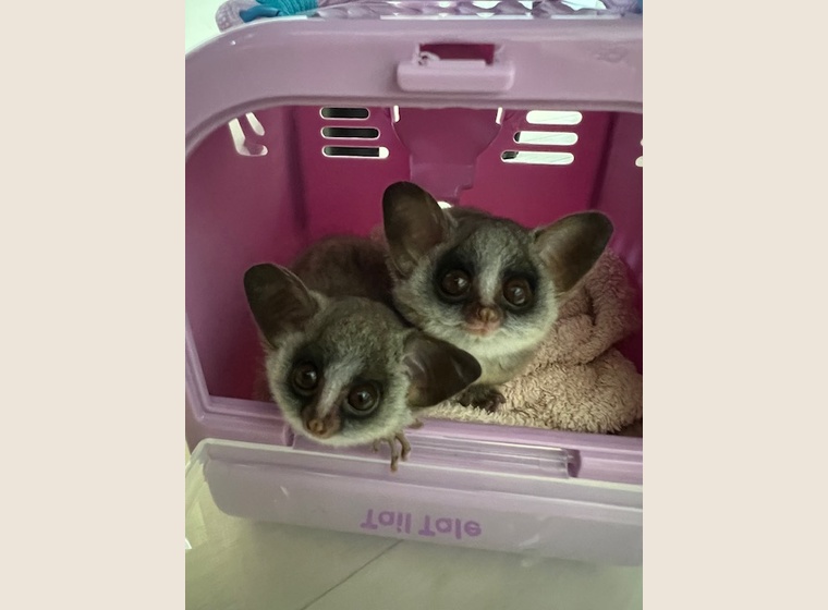 ショウガラゴ　2025.8.1うまれ　　女の子(パーやん・ななちゃんっ子)