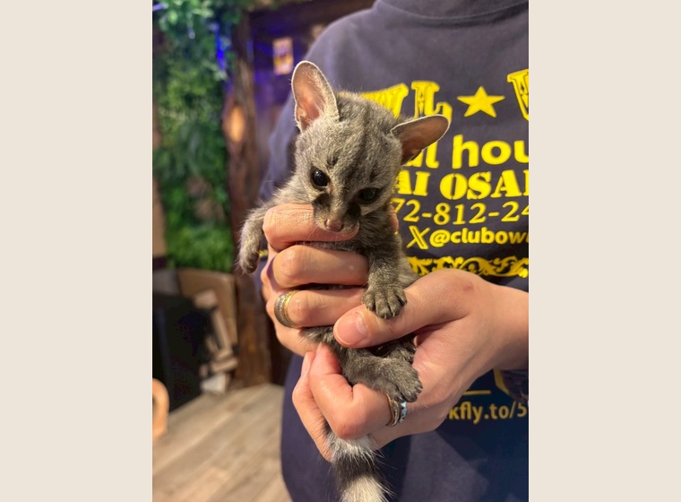 自家繁殖ケープジェネット4きょうだい 残り女の子1匹　2025.7.25うまれ　