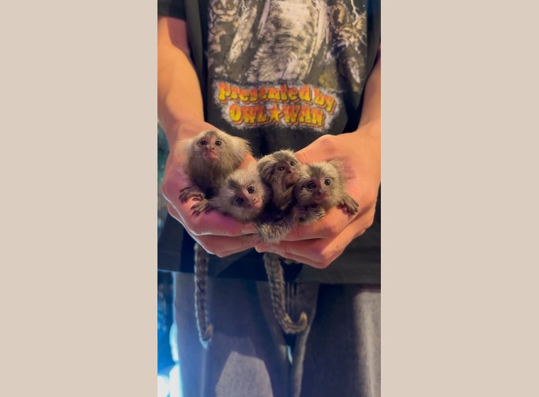 自家繁殖コモンマーモセット3きょうだい 2025.8.23うまれ　女の子2，男の子1