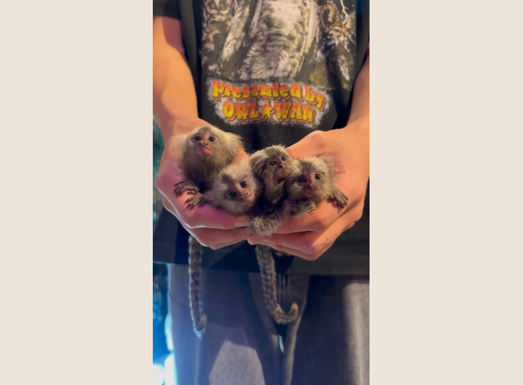 自家繁殖コモンマーモセット3きょうだい 2025.8.23うまれ　女の子2，男の子1