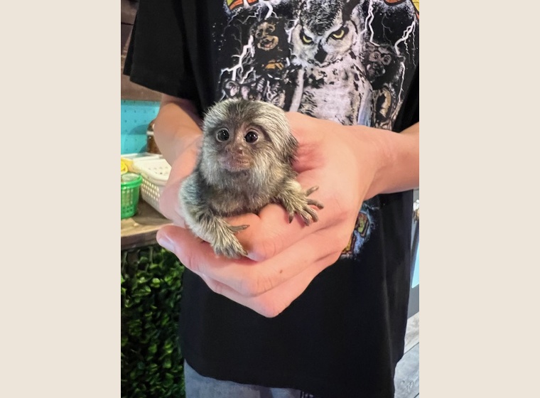 自家繁殖　クロミミマーモセット　2025.9.3うまれ　　女の子