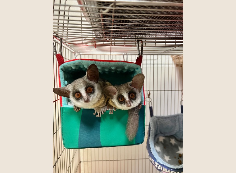 大人気！ソフトな巣箱　　№①～⑥