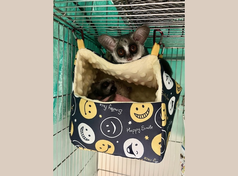 大人気！ソフトな巣箱　　№⑦～⑪