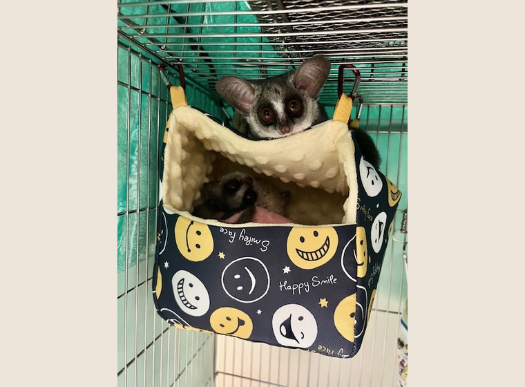 大人気！ソフトな巣箱　　№⑦～⑪