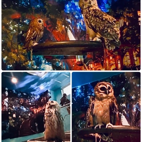 ナイトズー【ナイト・エキゾチカ】に伴うご報告