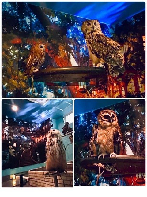 ナイトズー【ナイト・エキゾチカ】に伴うご報告