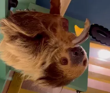 Rare ZOO の動物たち