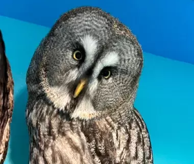 Rare ZOO の動物たち