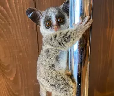 Rare ZOO の動物たち