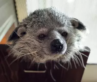 Rare ZOO の動物たち