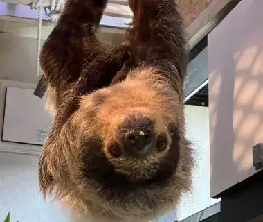 Rare ZOO の動物たち