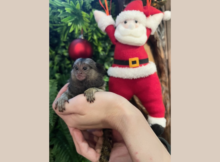 自家繁殖！クロミミマーモセット　女の子　　2025.10.3うまれ