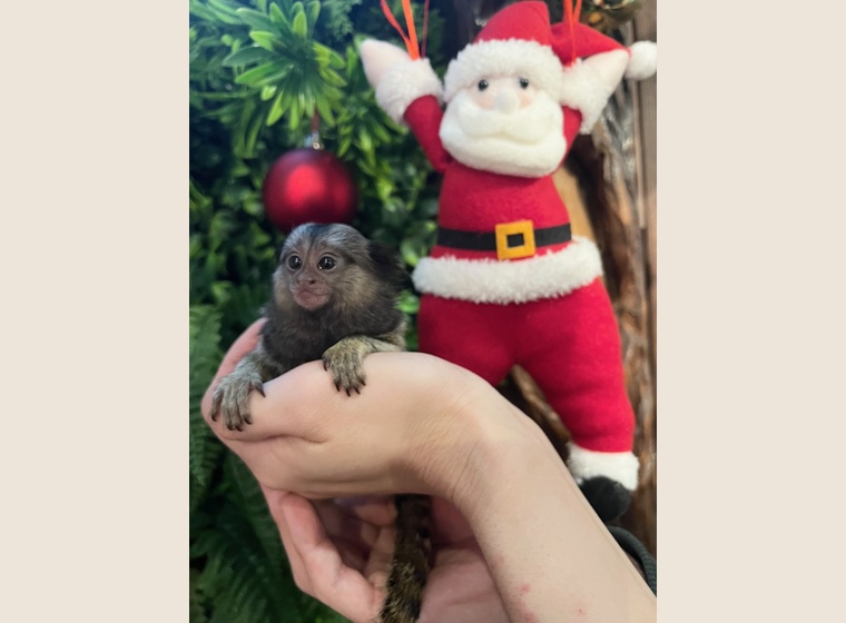 自家繁殖！クロミミマーモセット　女の子　　2025.10.3うまれ