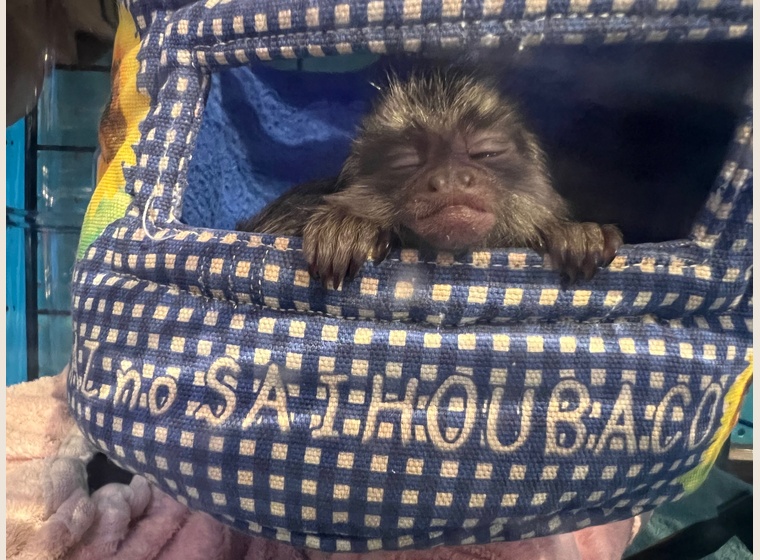 自家繁殖！クロミミマーモセット　女の子　　2025.10.3うまれ