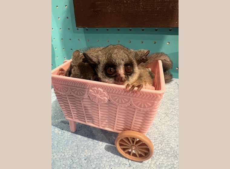 大人気！　ショウガラゴベビー　　2025.10.31うまれ　　男の子