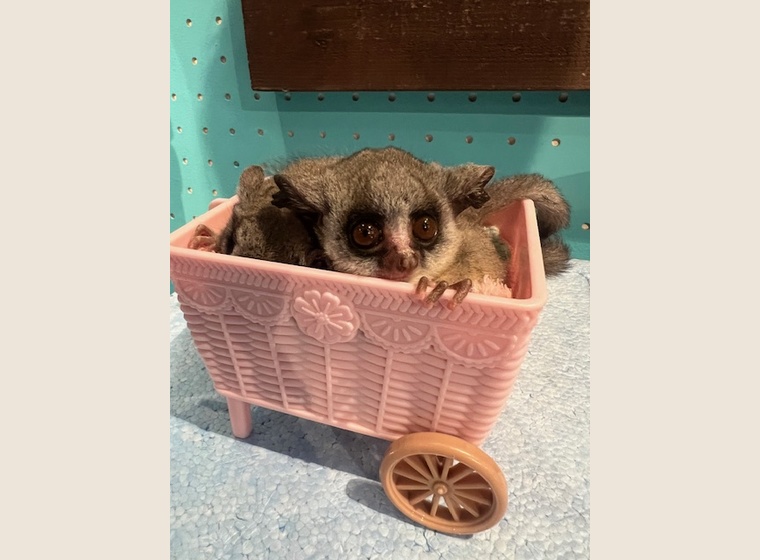 大人気！　ショウガラゴベビー　　2025.10.31うまれ　　男の子