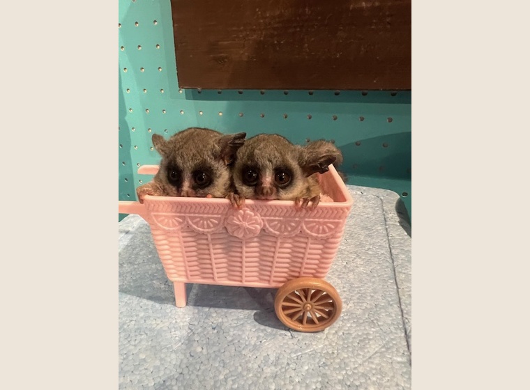 大人気！　ショウガラゴベビー　　2025.10.31うまれ　　男の子