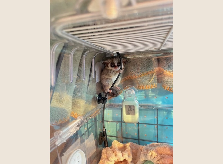 大人気！　ショウガラゴベビー　　2025.10.31うまれ　　男の子