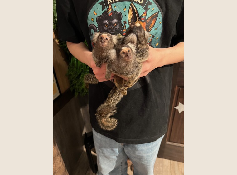 自家繁殖　コモンマーモセット3きょうだい(♂1、♀2)2025.8.23うまれ