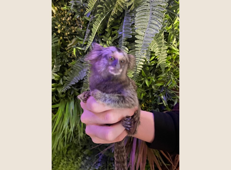 自家繁殖　コモンマーモセット　♀1　2025.12.2うまれ