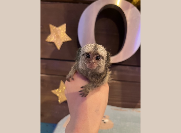 自家繁殖　クロミミマーモセット　♀1　　2026年1月30日うまれ　