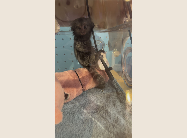 自家繁殖　クロミミマーモセット　♀1　　2026年1月30日うまれ　