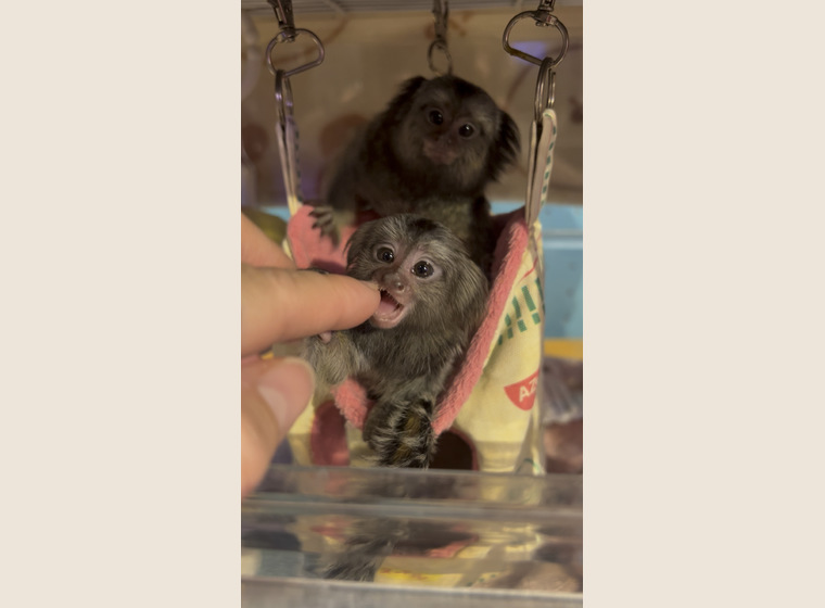 自家繁殖　クロミミマーモセット　♀1　　2026年1月30日うまれ　