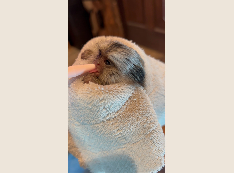 自家繁殖　クロミミマーモセット　♀1　　2026年1月30日うまれ　