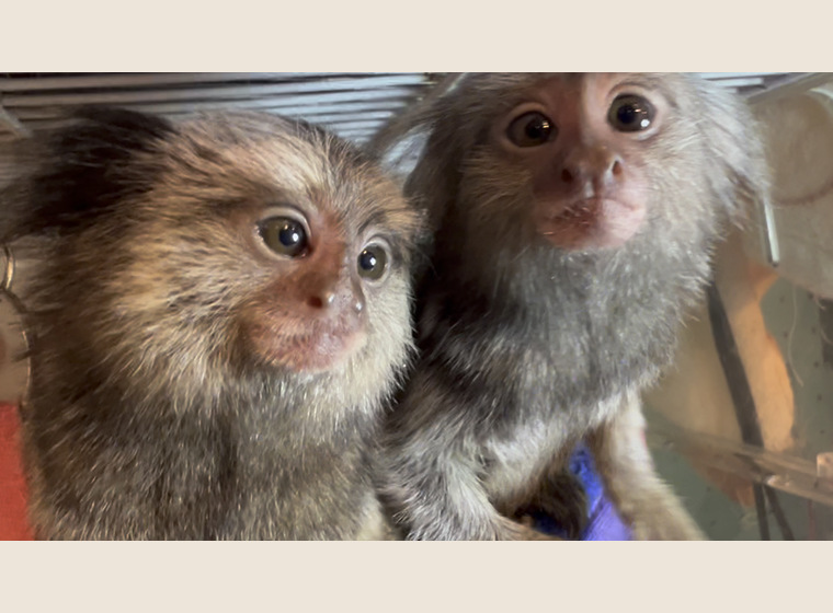 自家繁殖　クロミミマーモセット　♀1　　2026年1月30日うまれ　