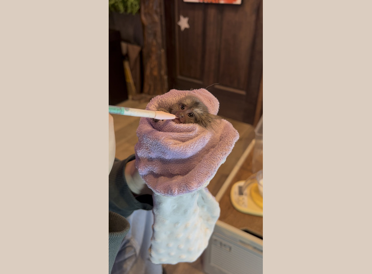 自家繫殖　コモンマーモセット　♀1　　2026年1月27日