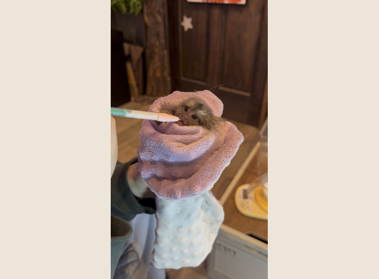 自家繫殖　コモンマーモセット　♀1　　2026年1月27日