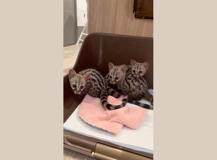 自家繫殖　レア！！ケープジェネット　　2026年2月24日うまれ　　3匹