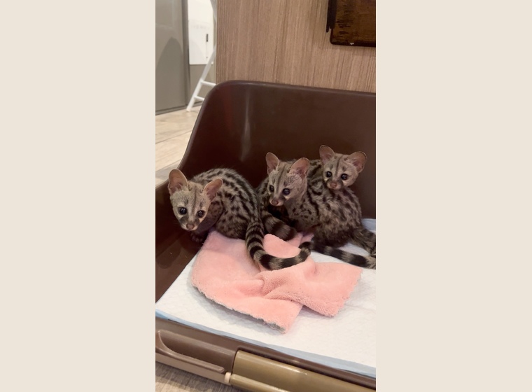 自家繫殖　レア！！ケープジェネット　　2026年2月24日うまれ　　3匹