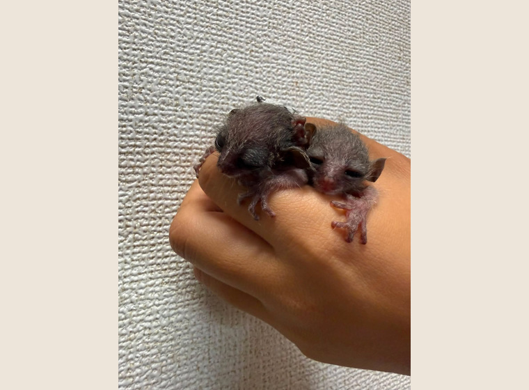 予約受付中！　ショウガラゴ　　男の子1匹、女の子1匹　　2026年8月14日うまれ