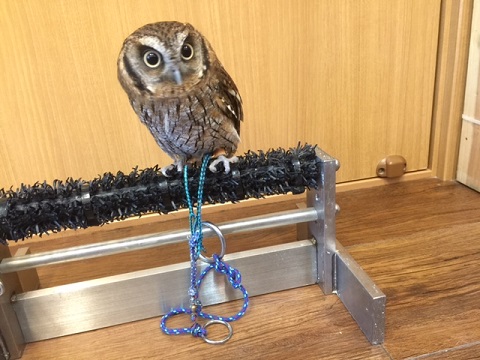 係留アイテムのご紹介（自宅用）