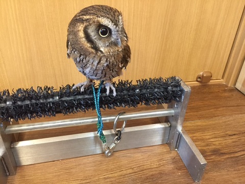 係留アイテムのご紹介（自宅用）