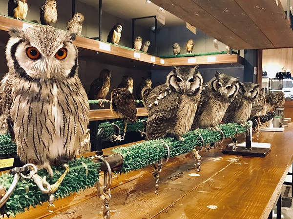 アウルワン（OWL☆WAN）総合スタッフ（正社員）　募集