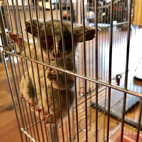 ショウガラゴ　販売中