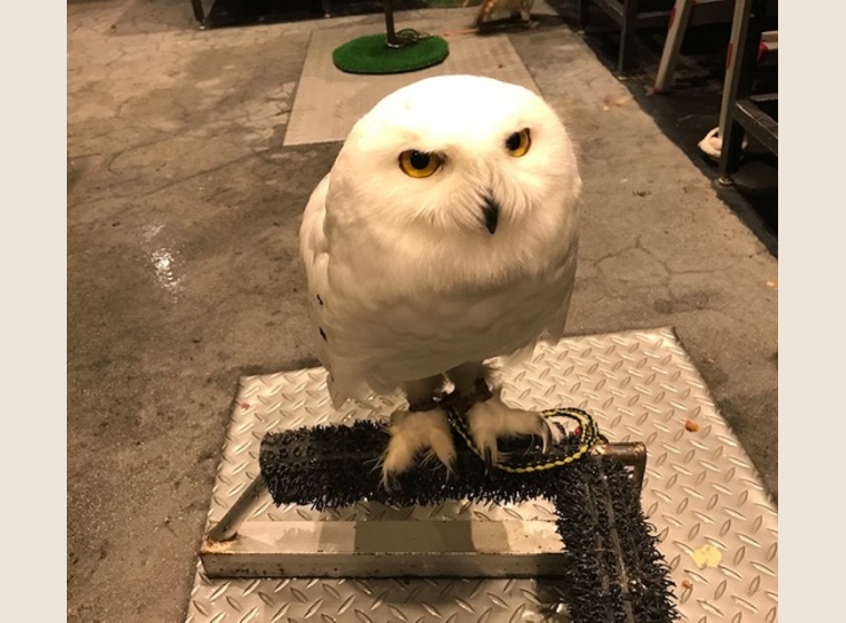 ボウパーチB type 約9〜10kg ふくろう　猛禽類 NEW】アメリカチョウゲンボウ メス 2020年うまれ 海外ブリード