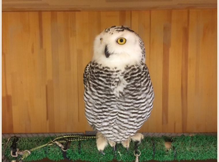 シロフクロウ　♀　2015年6月産まれ　スペインCB