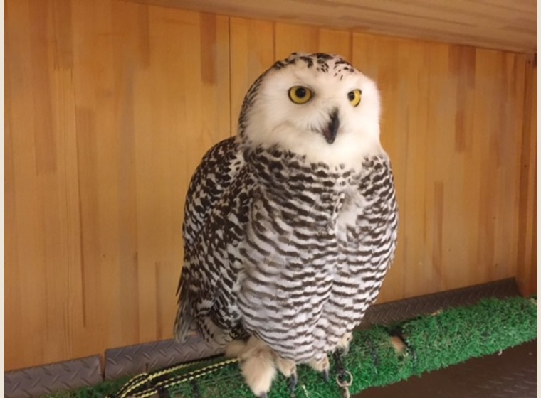 シロフクロウ　♀　2015年6月産まれ　スペインCB