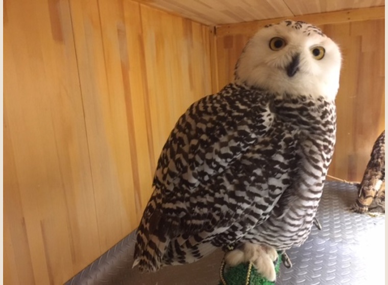 シロフクロウ　♀　2015年6月産まれ　スペインCB